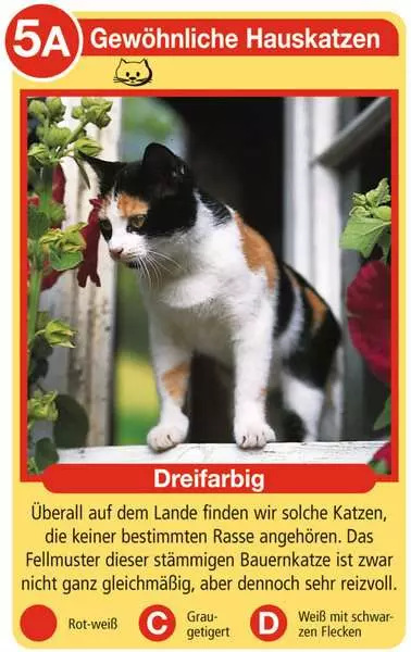 Ravensberger Matratzen Katzen - Kartenspiel ab 4 Jahren im Angebot