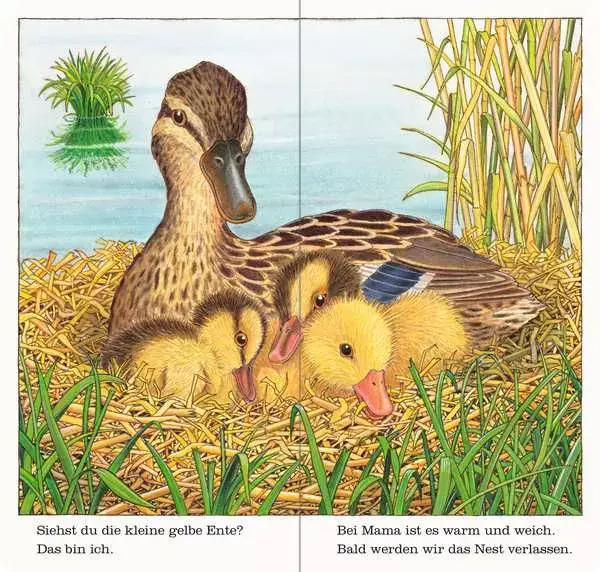 Ravensberger Matratzen Ich bin die kleine Ente Osterangebot